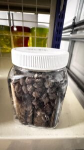 Iru (Locust Beans)
