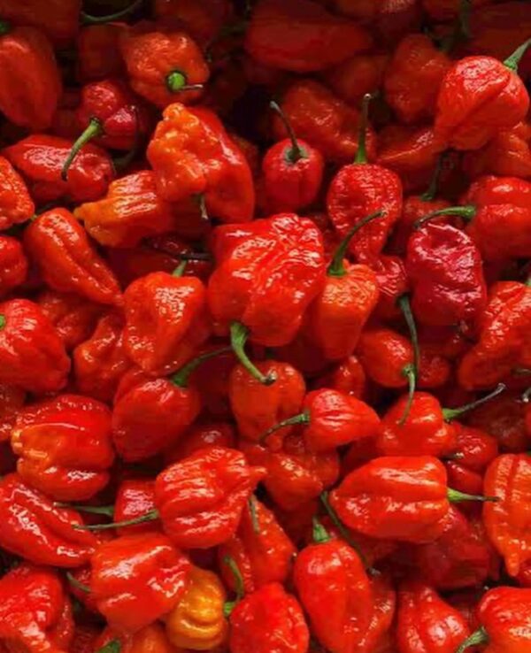Habanero Chilli Pepper